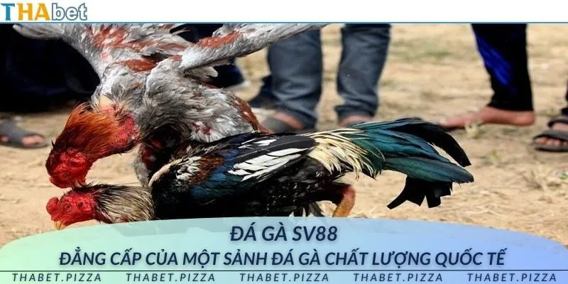 Đá gà SV88 - Đẳng cấp của một sảnh đá gà chất lượng quốc tế